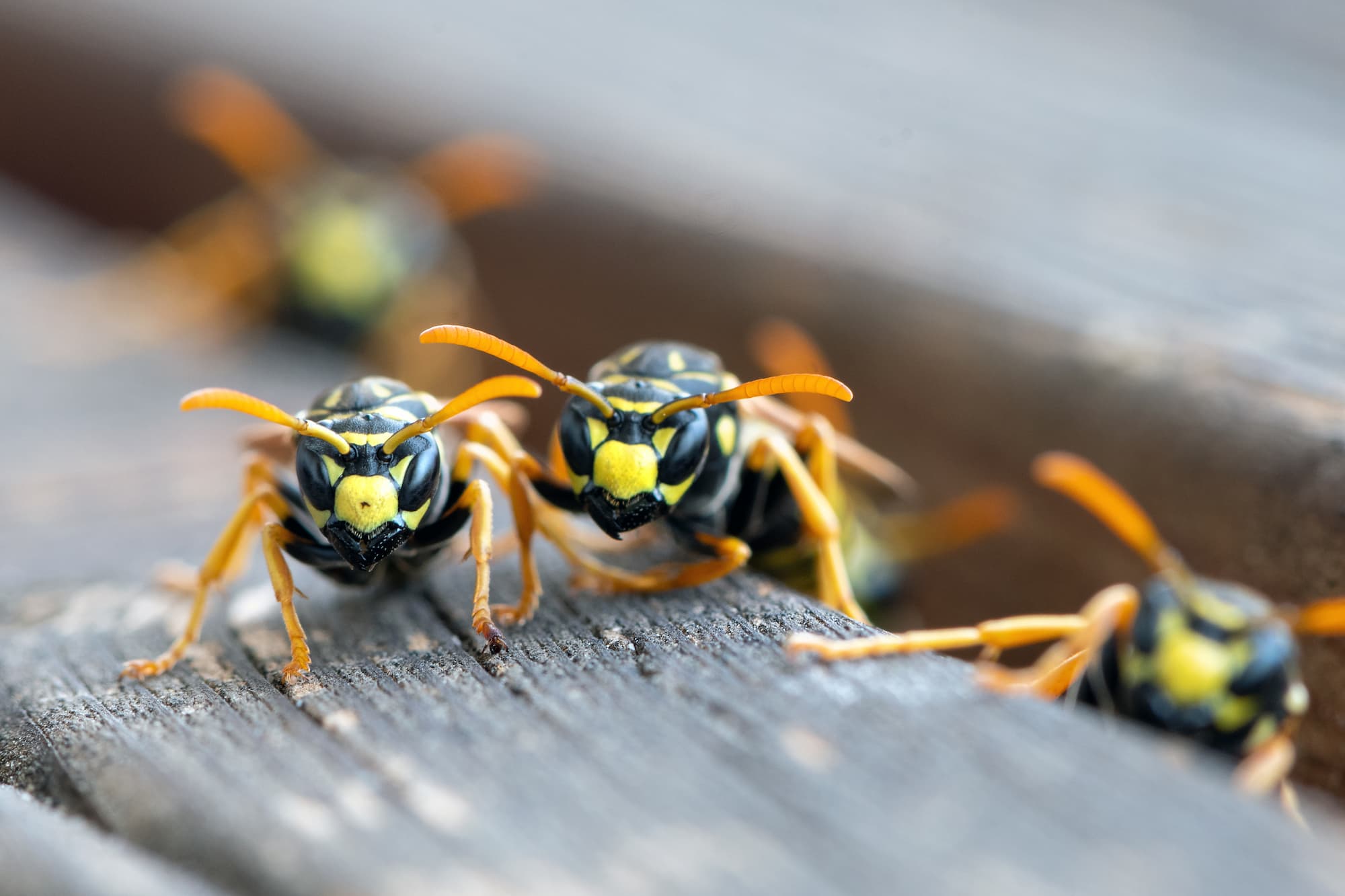 Pourquoi faire confiance à PEST CONTROL SERVICES ? Obernai