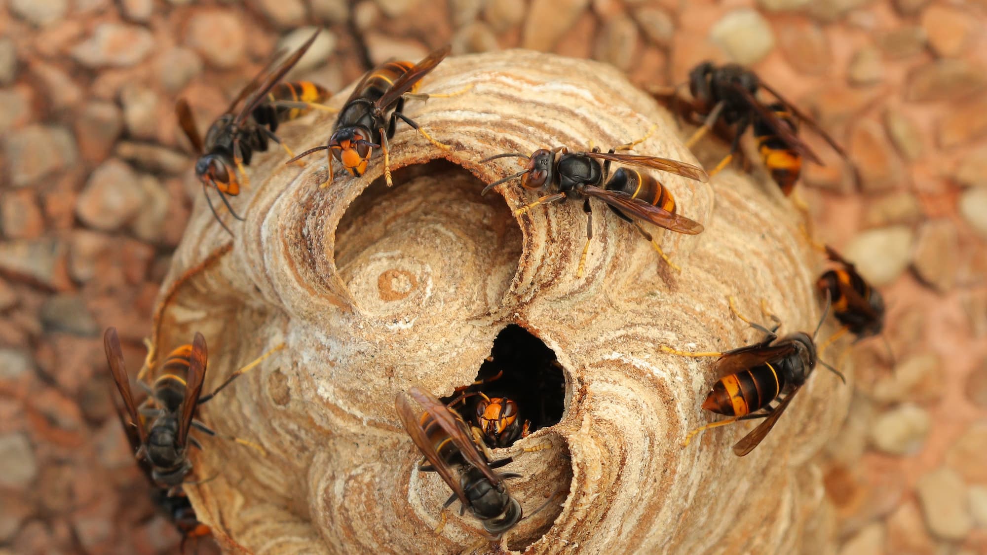 Comment différencier un nid de guêpes d&#8217;un nid de frelons ? Schiltigheim